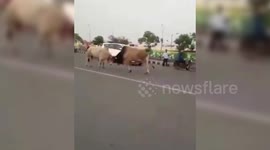 Fighting bulls hold traffic to ransom, ram into moving vehicle