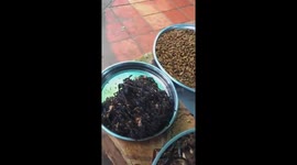 The Market selling food made from insects