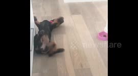 Puppy pretends to play in order to sneak up and steal sister's food
