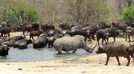Lone rhino scares buffalo herd away from watering hole so he can have a bath