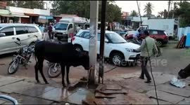 Smart cow saves water by turning off tap after finishing its drink