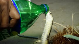 Snake wrangler saves thirsty king cobra trapped in fishnet