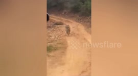 Terfying moment A Tiger charge at tourist in India.