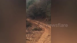 Terrifying moment tiger charges at tourist in India