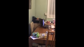 Cat chasing tail fail