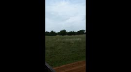 Vet grabs sedated Antelope by the horns