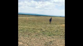 Vet grabs sedated Antelope by the horns 2