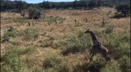 Watch the moment conservation workers bring down a newly sedated giraffe