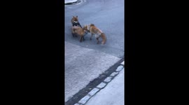 Three foxes fighting in a street in broad daylight