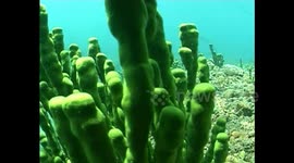The underwater world of Baikal.Endemics sponge