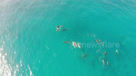 Mesmerising drone footage shows dolphins and whales swimming off Hawaii