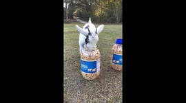 Baby goat loves animal crackers!