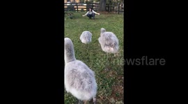 Trio of baby flamingos run to hug their human 'mama' at Virginia zoo