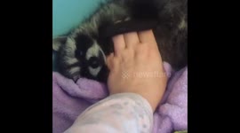 A little baby raccoon playing with a hand