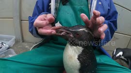 Rocky the penguin incurs envy of friend after getting special squid snacks