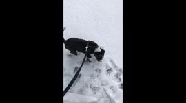 Little baby dog cookie experiencing snow for the first time