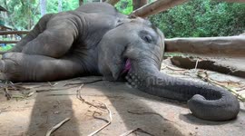 Baby elephant snoring makes strange sounds