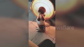 Cold puppy in east China tries to keep warm by electric heater