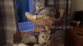 Kitties sitting pretty in cat bunk bed