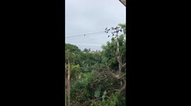 Predator becomes prey as an Owl is chased down by a flock of doves, and other small birds