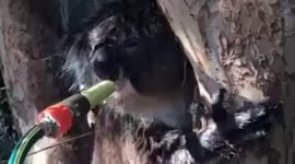 Thirsty koala drinks from hosepipe amid Australia heatwave