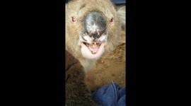 Still think they're cute? Koala