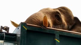 Wild Indian elephant breaks a tusk during lengthy rescue effort