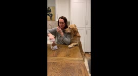 Dog begging for snacks