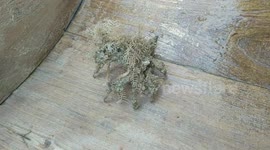 Strange-looking sea creature baffles fishermen after being caught in net