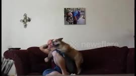 Attacked by my bulldog