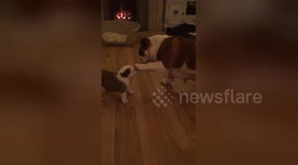 Adorable moment mother bulldog pats her puppy on head