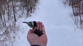 Feeding Chickadee bird,  Beaver Creek, Saskatoon.
