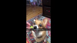 Broccoli is life ft Albus Dumblecorgi