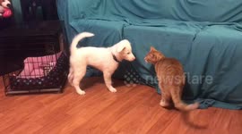 WWE Smackdown Cat