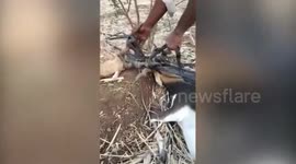 Two deer rescued after getting antlers entangled in irrigation pipes