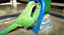 Parrot keeps trying to kiss and hug pretty bird in the mirror