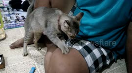 Clever Cat