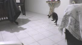 CAT AND CAT TRICKS