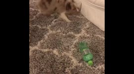 Puppy scared of soda bottle