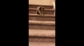 Puppy stuck on stairs