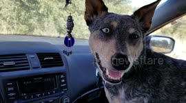 Hilarious Video Captures Dog's Hilarious Attempt at Speaking Like a Human