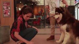 Hundreds of adorable pet dogs get together for convention