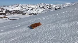 Meet the Norwegian dog that thinks she's a penguin