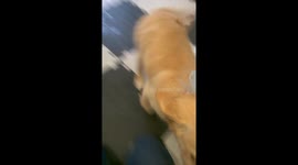 Cute Golden Retriever Puppy