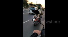Two dogs keep cool while riding on owner's scooter