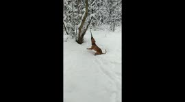 Dog playing in winter snow