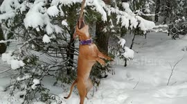 Maya having winter fun