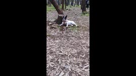 Young French Bulldog in the forest