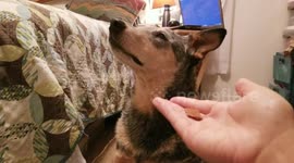 Adorable Dog Refuses Tempting Treat in the Cutest Way Possible