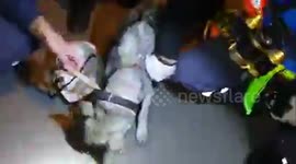 Georgian rescuer saves dog's life